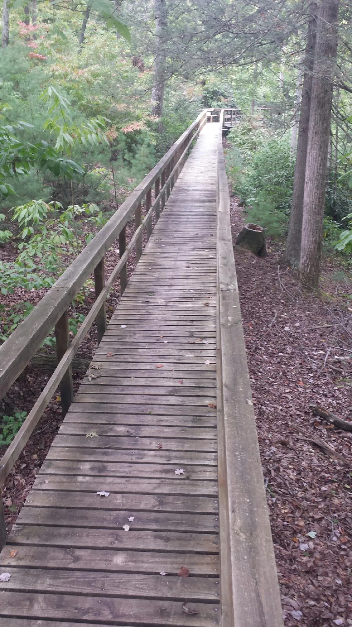 Long wood walkway with handrails built through the woods in Bonita